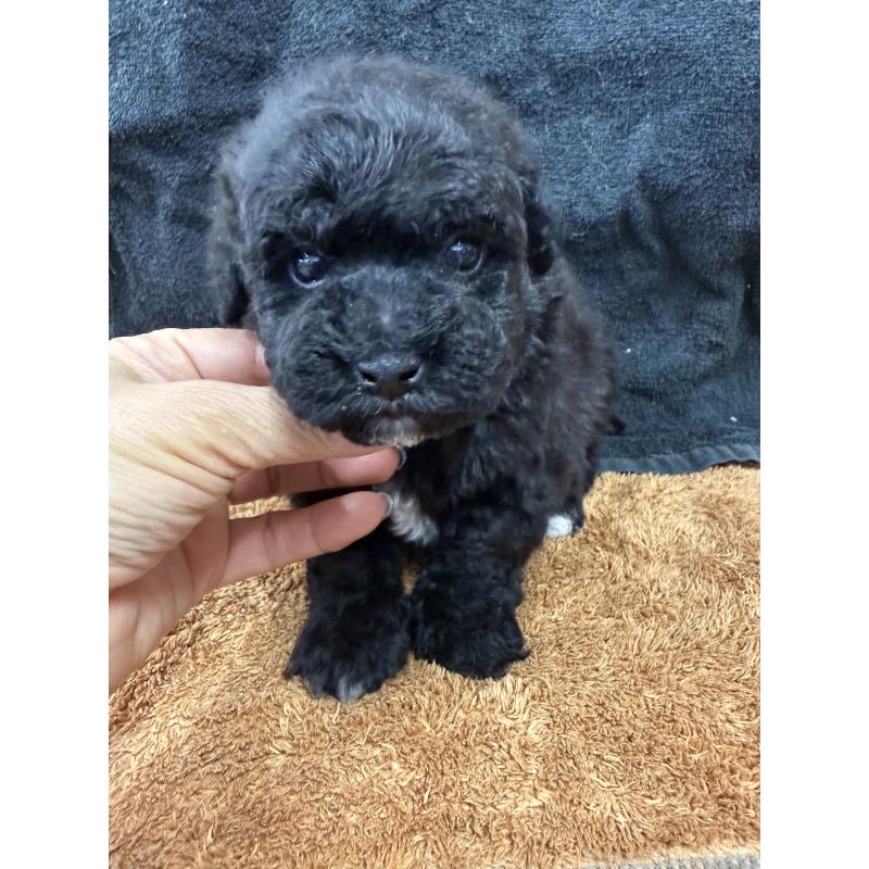 販売中の栃木県のビションプー:ビションフリーゼ×トイプードル-437371の2枚目