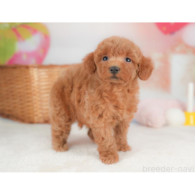 販売中の栃木県のトイプードル-437374の1枚目