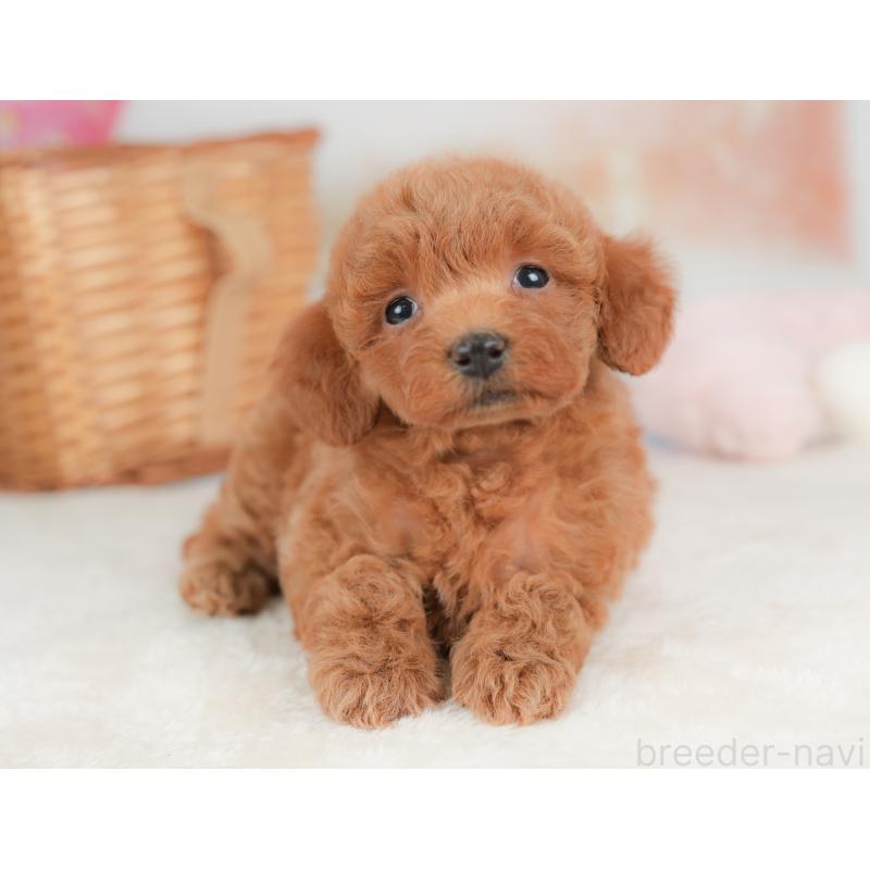 販売中の栃木県のトイプードル-437374の9枚目