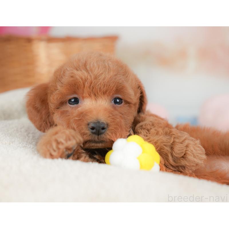 販売中の栃木県のトイプードル-437374の8枚目