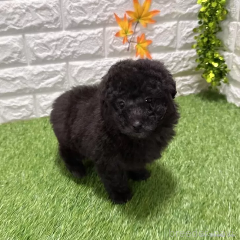 販売中の愛知県のトイプードル-434255