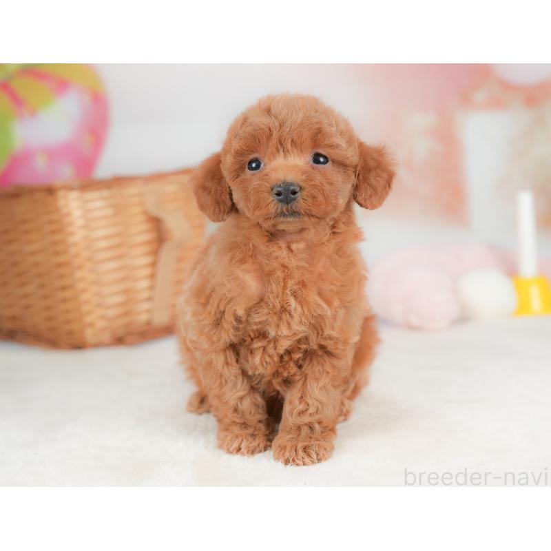 販売中の栃木県のトイプードル-437374の6枚目