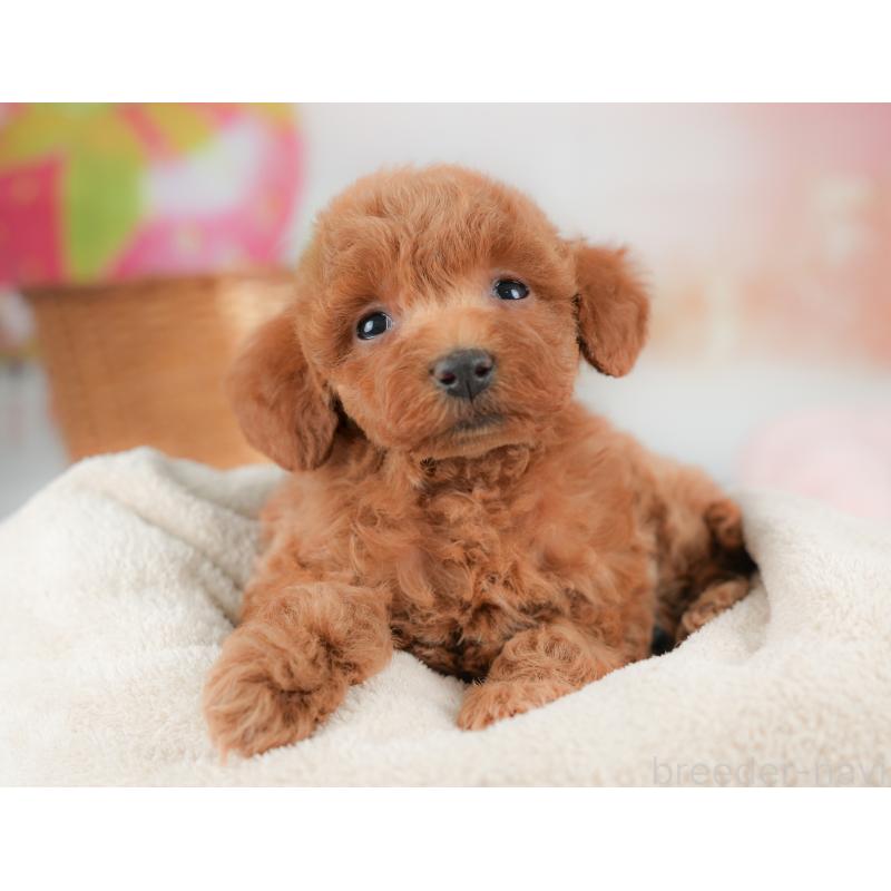 販売中の栃木県のトイプードル-437374の5枚目