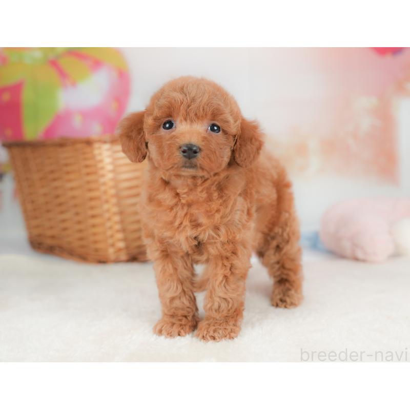 販売中の栃木県のトイプードル-437374の4枚目