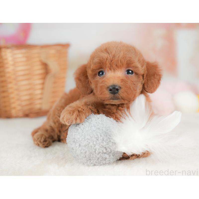 販売中の栃木県のトイプードル-437374の3枚目