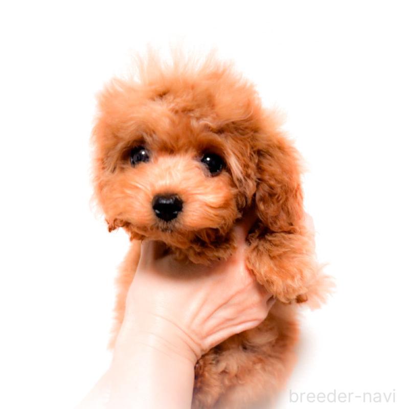 商談中の岡山県のタイニープードル-430247