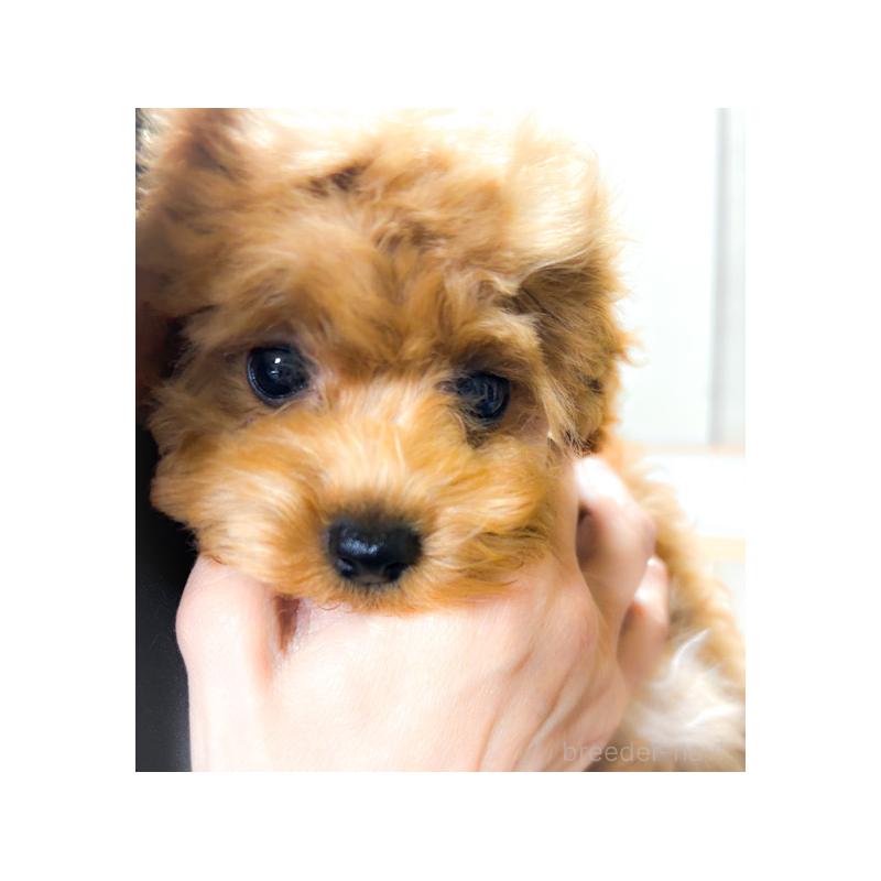 商談中の岡山県のタイニープードル-430247の2枚目