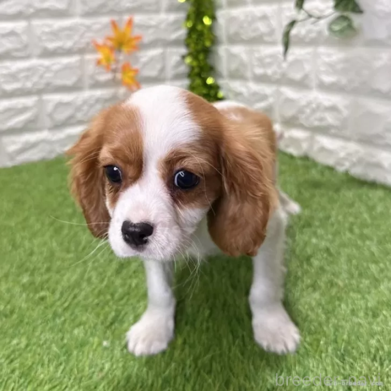 販売中の愛知県のキャバリアキングチャールズスパニエル-427125