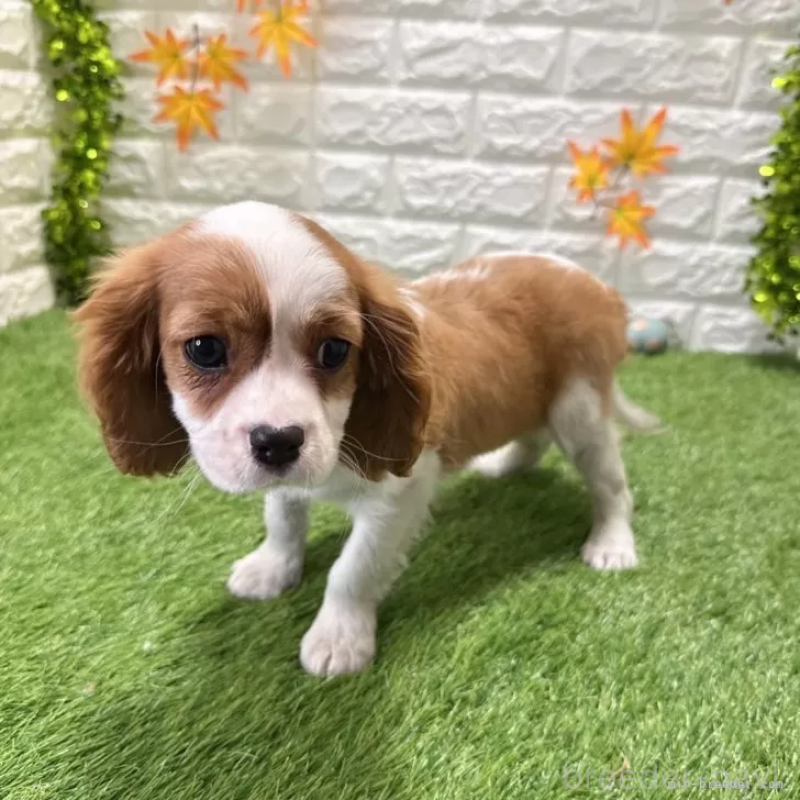 販売中の愛知県のキャバリアキングチャールズスパニエル-427125の5枚目