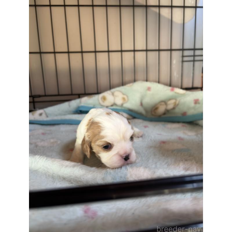 販売中の岡山県のキャバリアキングチャールズスパニエル-437375の5枚目