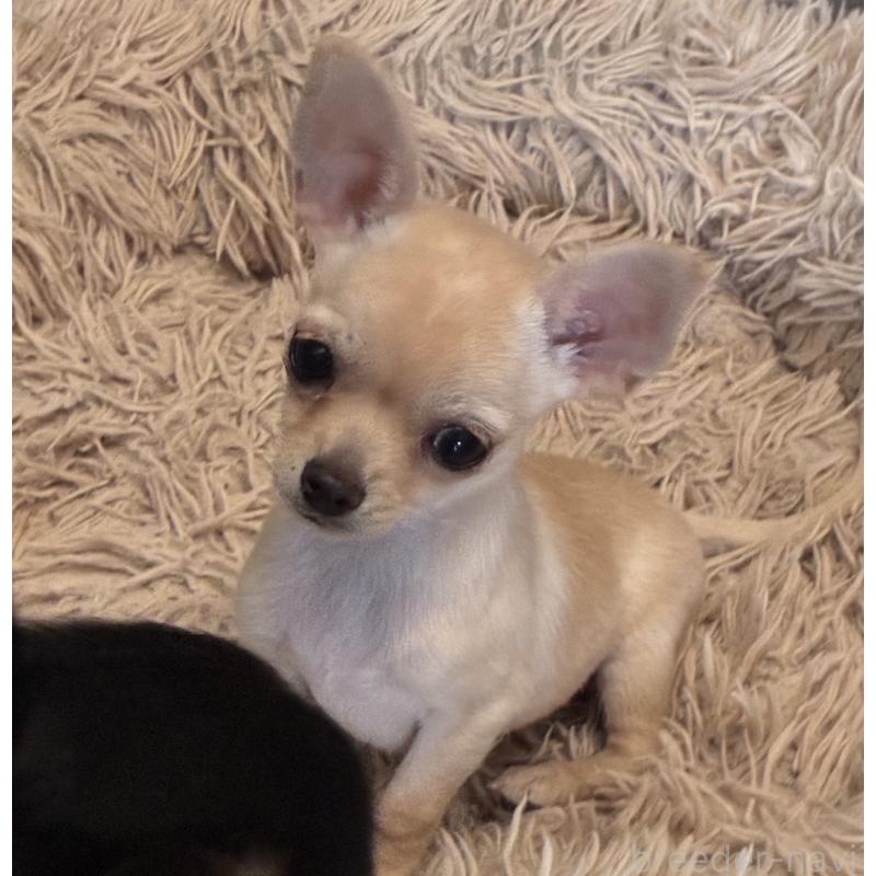 販売中の広島県のチワワ(スムースコート)-427962の3枚目