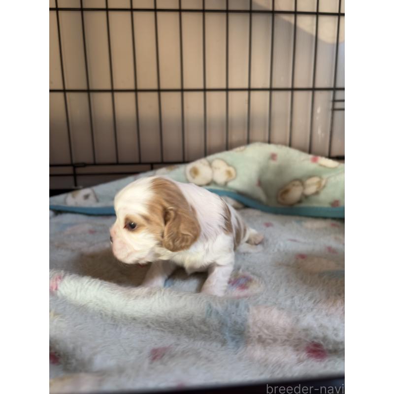 販売中の岡山県のキャバリアキングチャールズスパニエル-437375の4枚目