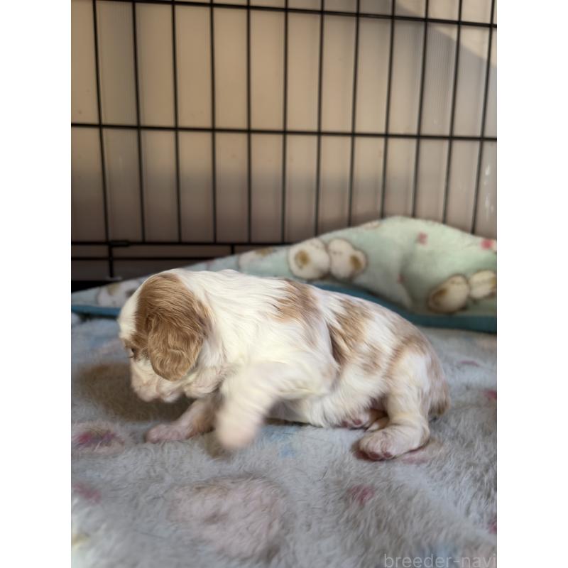 販売中の岡山県のキャバリアキングチャールズスパニエル-437375の3枚目