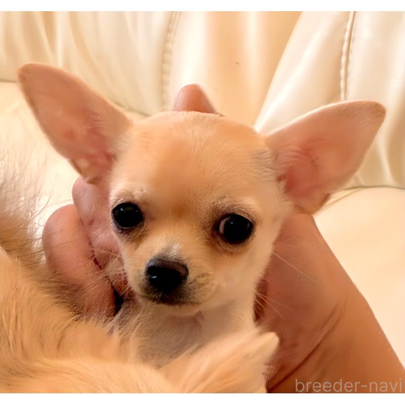 販売中の広島県のチワワ(スムースコート)-427962の2枚目