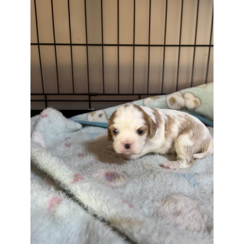 販売中の岡山県のキャバリアキングチャールズスパニエル-437375の2枚目