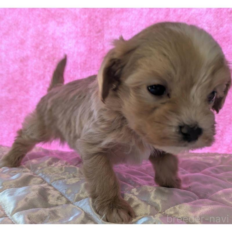 販売中の埼玉県のマルプー:マルチーズ×トイプードル-434620の26枚目