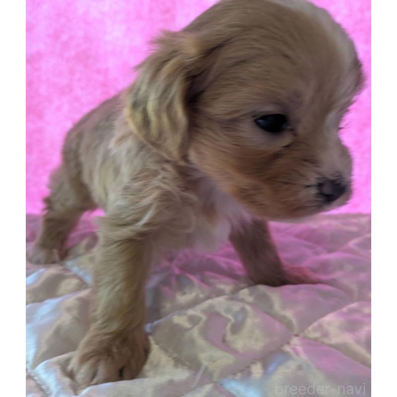 販売中の埼玉県のマルプー:マルチーズ×トイプードル-434620の25枚目