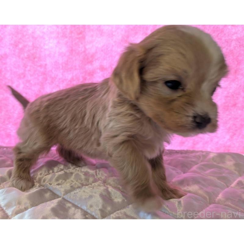 販売中の埼玉県のマルプー:マルチーズ×トイプードル-434620の24枚目