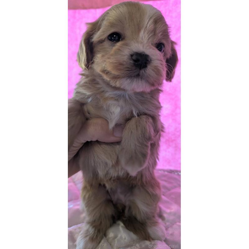 販売中の埼玉県のマルプー:マルチーズ×トイプードル-434620の23枚目