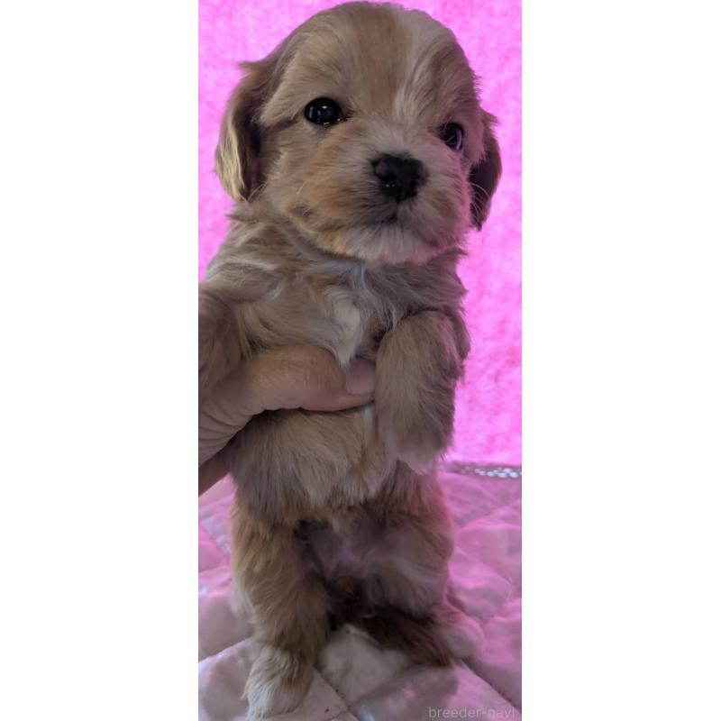 販売中の埼玉県のマルプー:マルチーズ×トイプードル-434620の22枚目