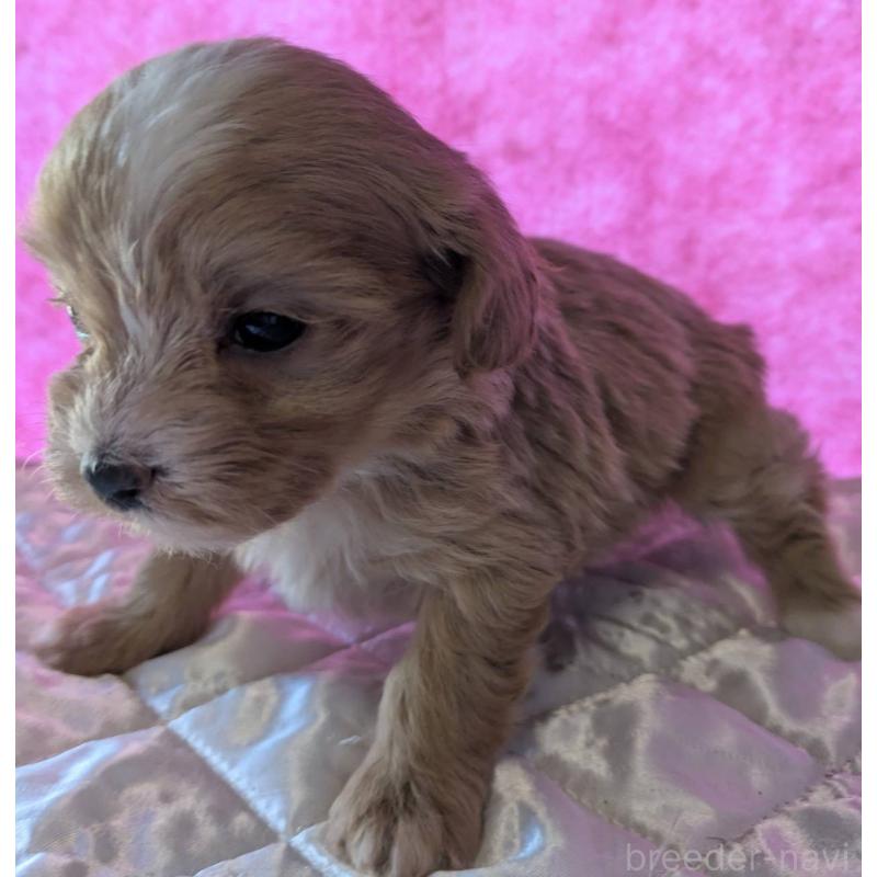 販売中の埼玉県のマルプー:マルチーズ×トイプードル-434620の21枚目