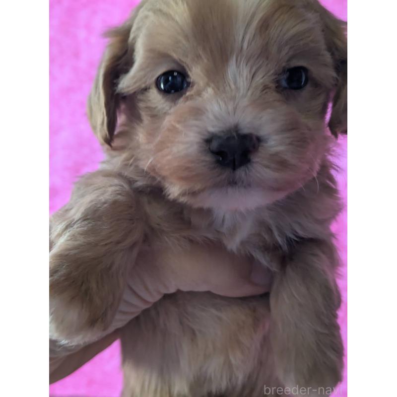 販売中の埼玉県のマルプー:マルチーズ×トイプードル-434620