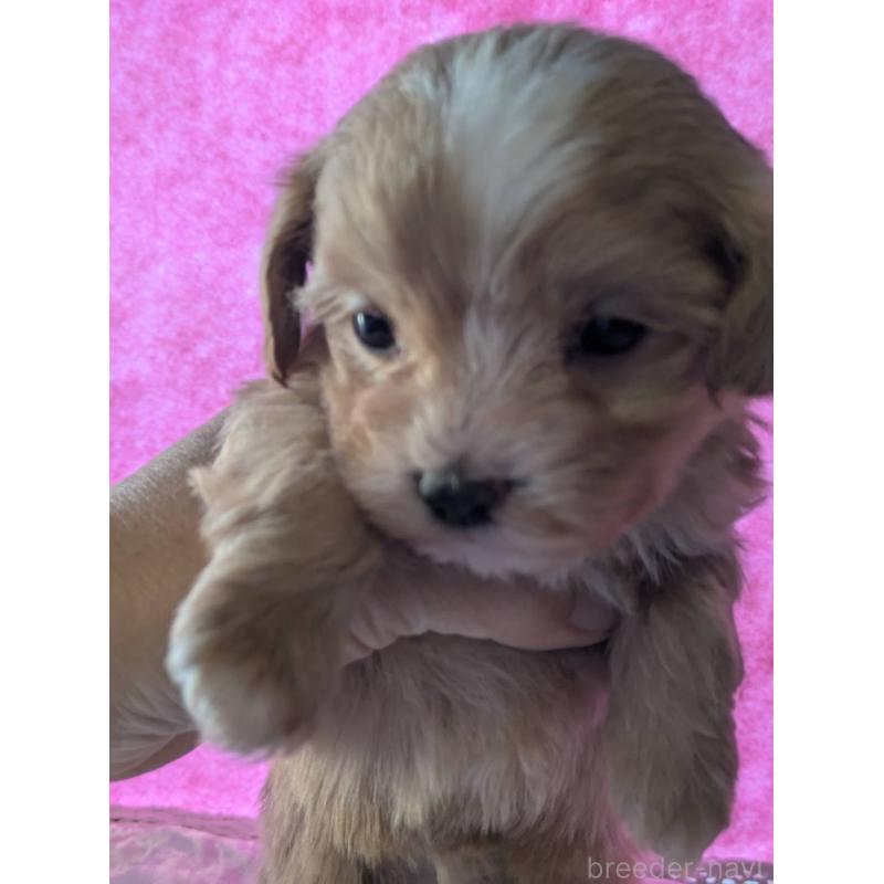 販売中の埼玉県のマルプー:マルチーズ×トイプードル-434620の19枚目