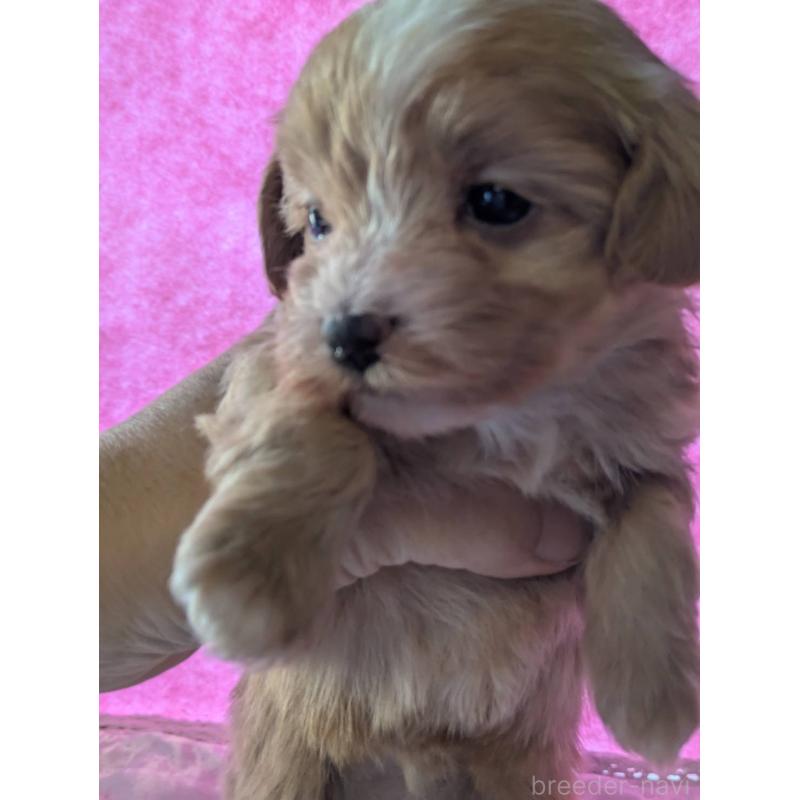 販売中の埼玉県のマルプー:マルチーズ×トイプードル-434620の18枚目