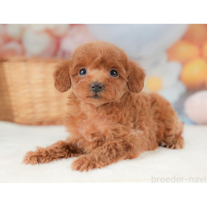 販売中の栃木県のトイプードル-437380の1枚目