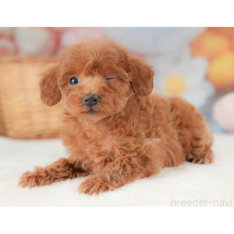 販売中の栃木県のトイプードル-437380の7枚目