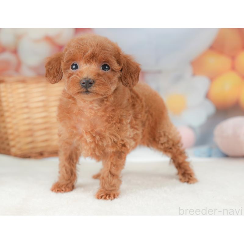 販売中の栃木県のトイプードル-437380の6枚目