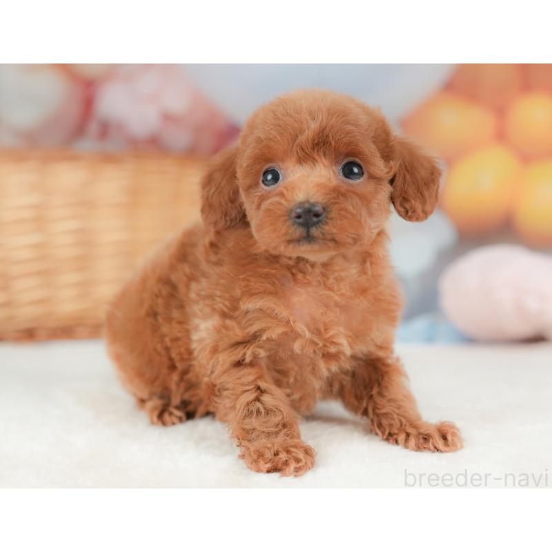 販売中の栃木県のトイプードル-437380の5枚目