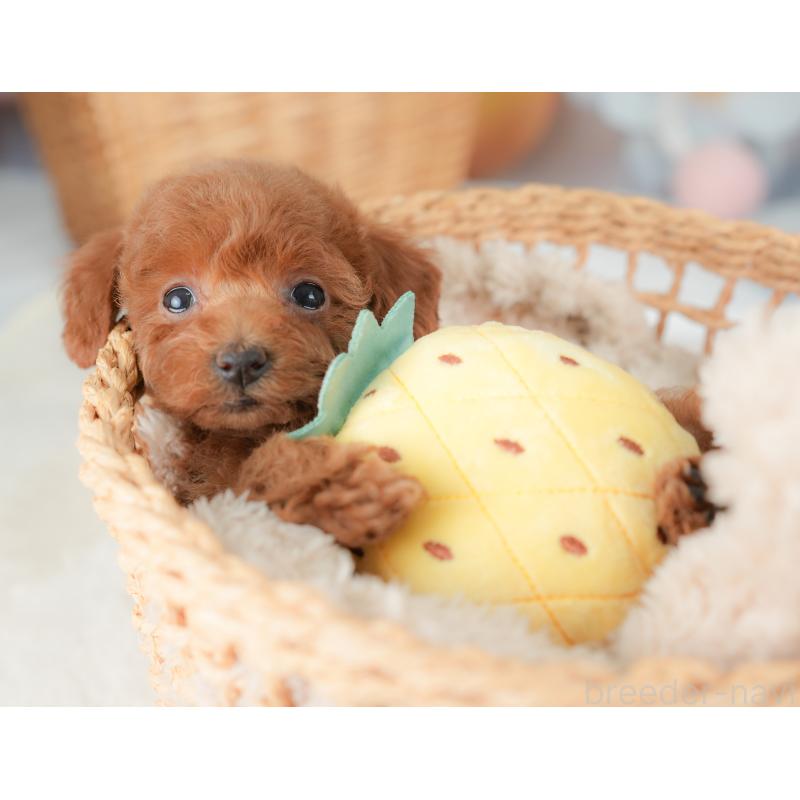 販売中の栃木県のトイプードル-437380の3枚目