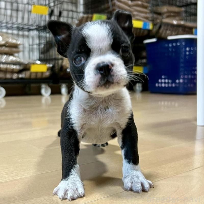 販売中の香川県のボストンテリア-437384