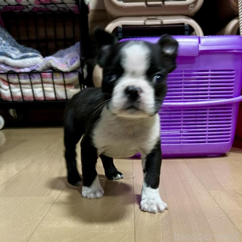 販売中の香川県のボストンテリア-437384の20枚目