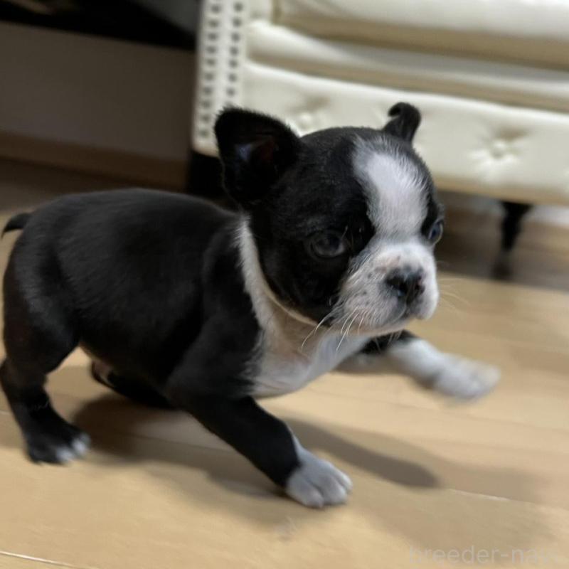 販売中の香川県のボストンテリア-437384の17枚目