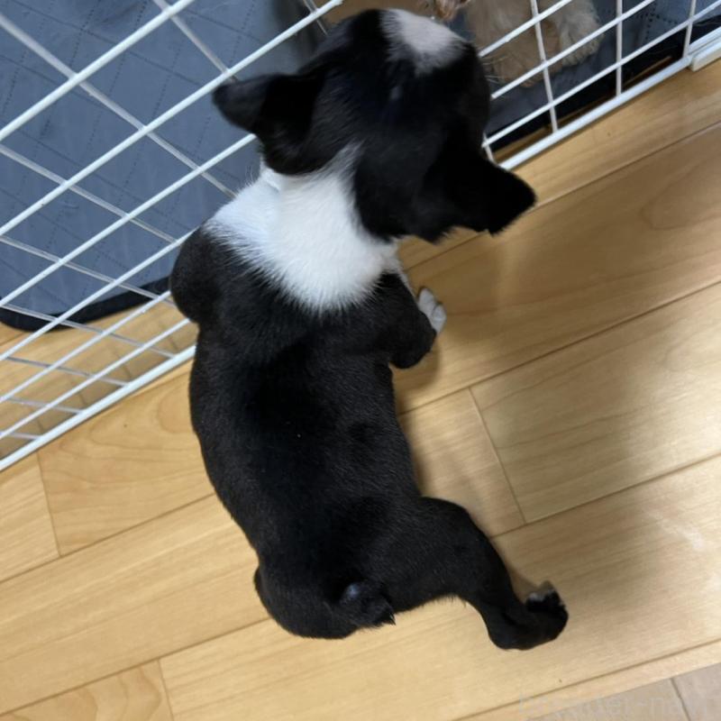 販売中の香川県のボストンテリア-437384の16枚目