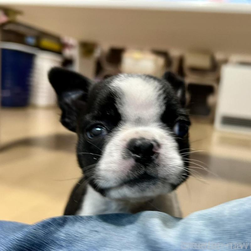 販売中の香川県のボストンテリア-437384の15枚目