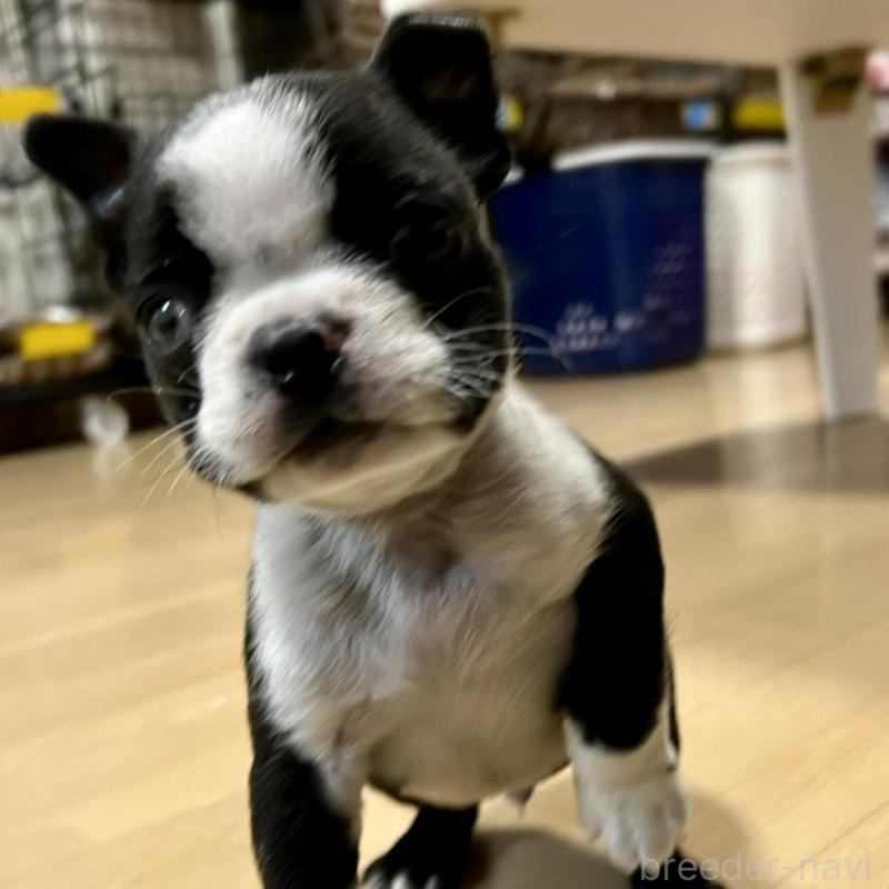 販売中の香川県のボストンテリア-437384の14枚目