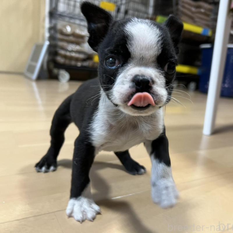 販売中の香川県のボストンテリア-437384の12枚目