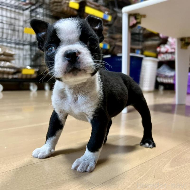 販売中の香川県のボストンテリア-437384の11枚目