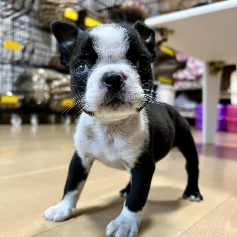 販売中の香川県のボストンテリア-437384の9枚目