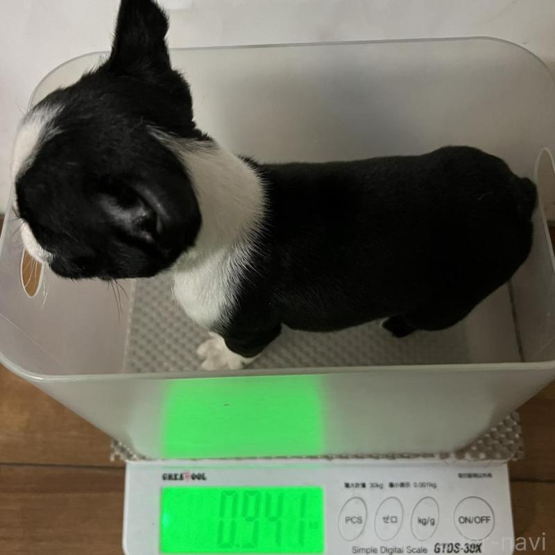 販売中の香川県のボストンテリア-437384の8枚目