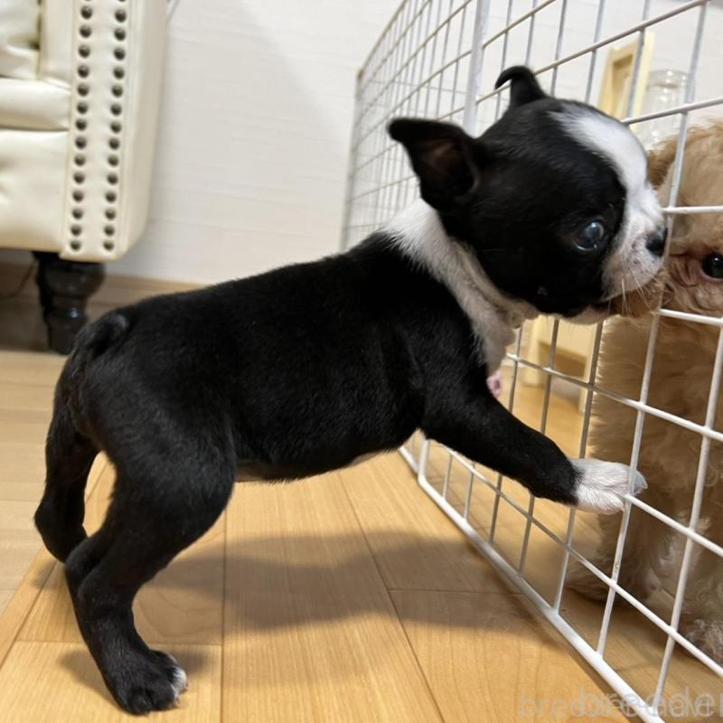 販売中の香川県のボストンテリア-437384の7枚目