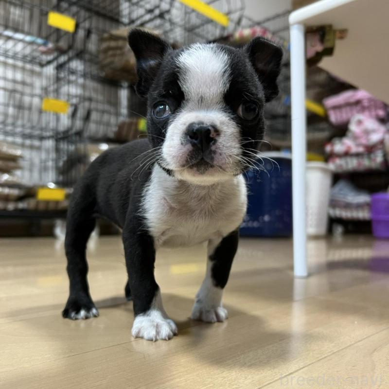 販売中の香川県のボストンテリア-437384の5枚目