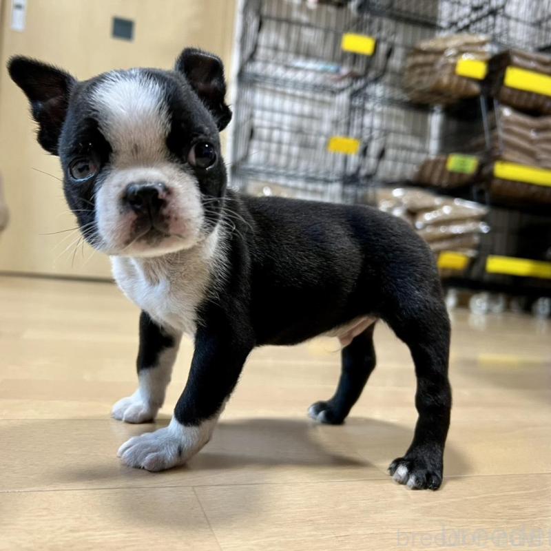 販売中の香川県のボストンテリア-437384の4枚目