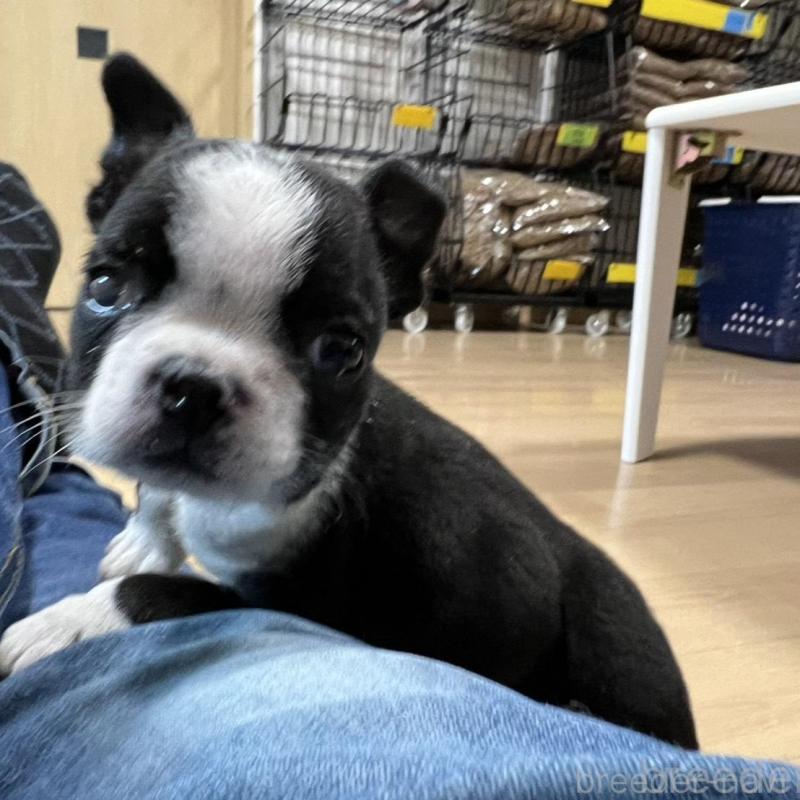 販売中の香川県のボストンテリア-437384の3枚目