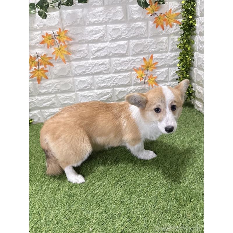 販売中の愛知県のウェルシュコーギーペンブローク-414576の5枚目