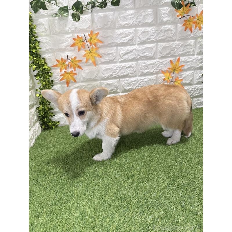 販売中の愛知県のウェルシュコーギーペンブローク-414576の4枚目