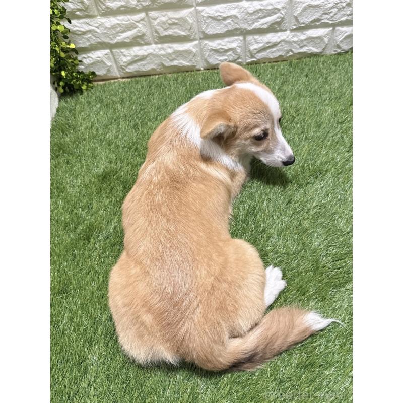 販売中の愛知県のウェルシュコーギーペンブローク-414576の2枚目